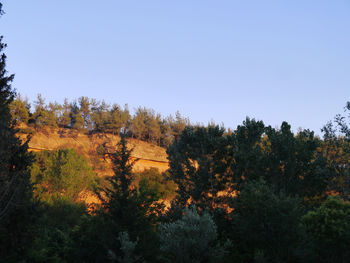 Scenic view of forest and autumn trees against clear sky