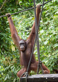 Monkey hanging on tree