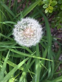 Close-up of dandelion growing in field