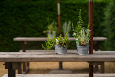 Close-up of potted plant on table