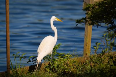 Bird in a lake