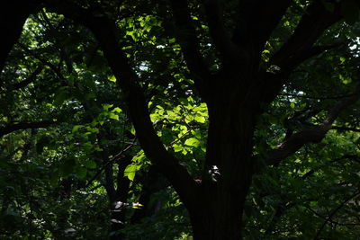 Low angle view of tree in forest