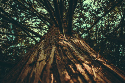 Low angle view of tree trunk in forest