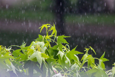 Close-up of wet plant leaves during rainy season
