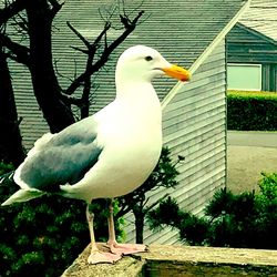 Close-up of bird perching on tree