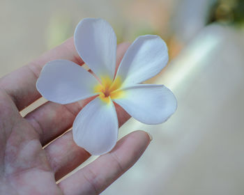 Close-up of hand holding white rose flower