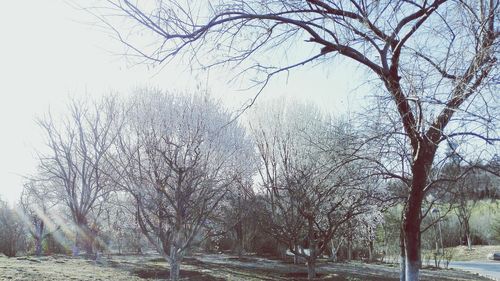 Bare trees against sky