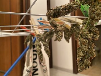 Close-up of potted plant hanging on railing