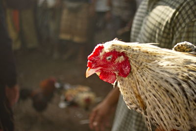 Close-up of rooster on red leaf