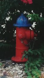 Close-up of fire hydrant against trees