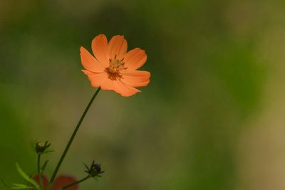 Close-up of orange flower