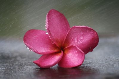 Close-up of wet pink flower in rainy season