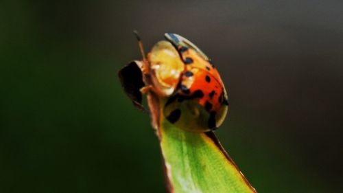 Close-up of ladybug on leaf