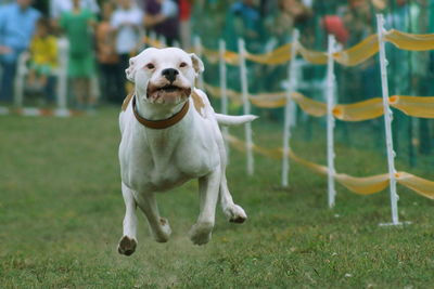 Portrait of dog on field