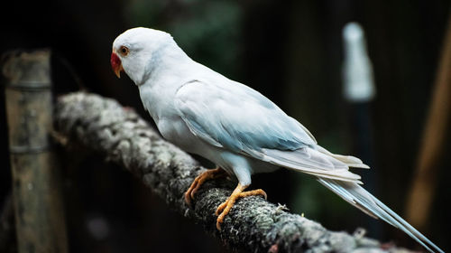 Close-up of bird perching on branch in cage