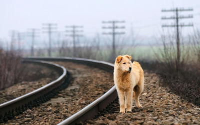 Dog standing by railroad tracks