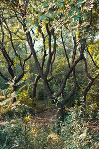 Trees growing in forest