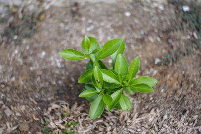 Close-up of fresh green plant