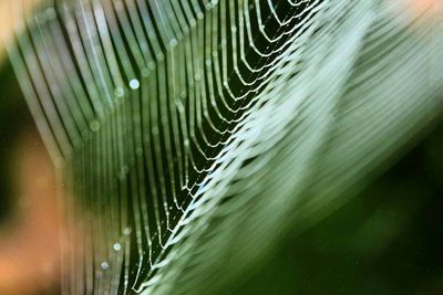 Close-up of water drops on leaf