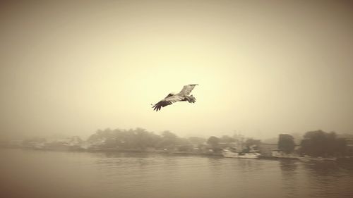 Birds flying in sky