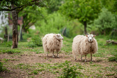 Sheep standing in a field