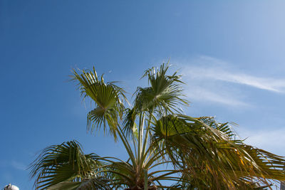 Low angle view of palm tree against clear blue sky