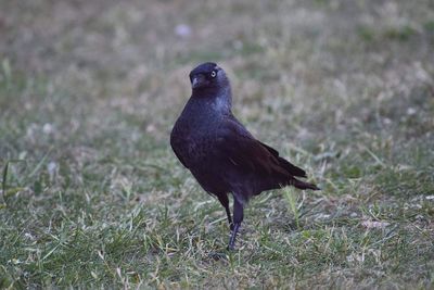 Close-up of bird on field