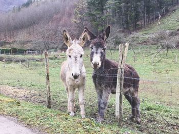 Horses on field