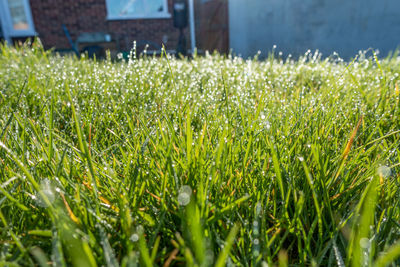 Close-up of wet grass growing in field