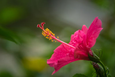 Close-up of pink flower