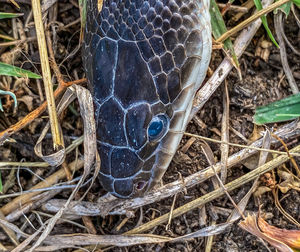 High angle view of lizard on land