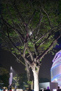 Low angle view of tree at night