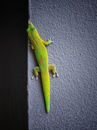 Close-up of lizard