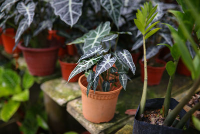 Close-up of potted plant