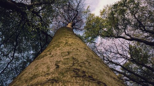 Low angle view of trees against sky