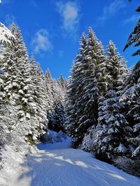 Snow covered pine trees in forest against sky