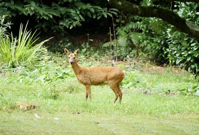 Deer standing in a forest