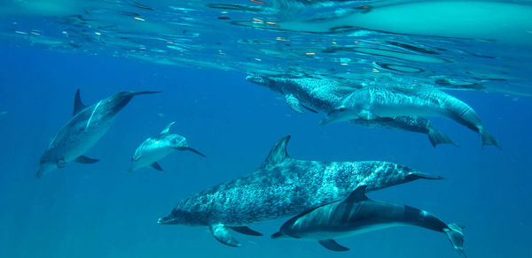 Fish swimming in sea