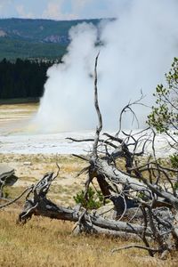 Dead tree on field by geyser emitting smoke at yellowstone national park