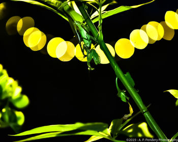 Close-up of raindrops on yellow leaves