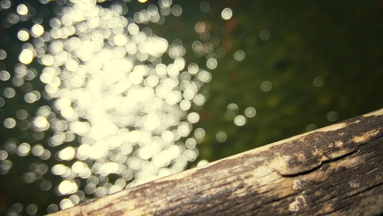 wood - material, water, nature, close-up, beauty in nature, white color, freshness, fragility, growth, wooden, flower, tranquility, day, focus on foreground, outdoors, no people, high angle view, reflection, season, wood