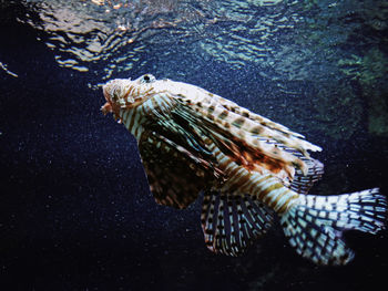 Close-up of jellyfish swimming in sea