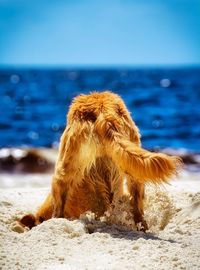 Close-up of dog on beach against sky