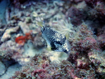 Close-up of fish swimming in sea