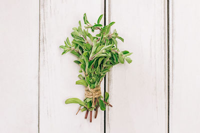 Close-up of potted plant on wall