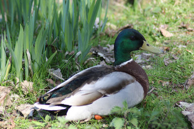 Mallard duck on field