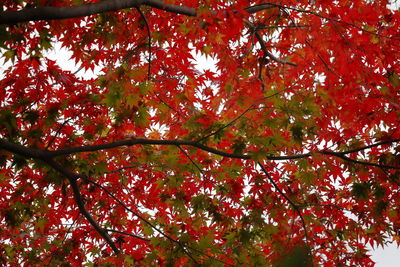 Low angle view of maple tree