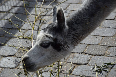 High angle view of animal on street