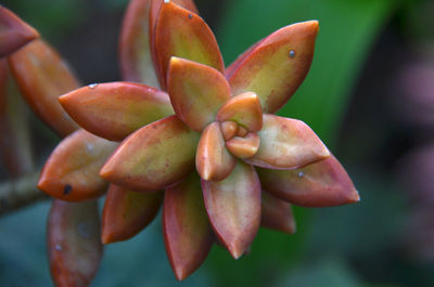 Close-up of flower against blurred background