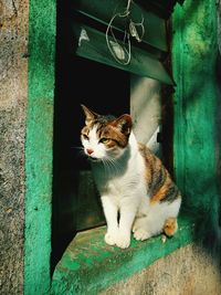 Stray tabby cat outdoors